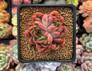 Echeveria Agavoides 'Angel Star' 3" Succulent Plant