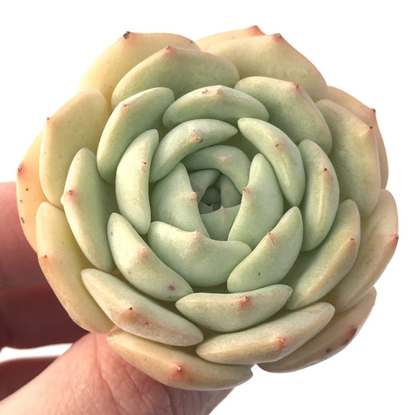 Echeveria 'Gold Cream' 3" New Hybrid Succulent Plant