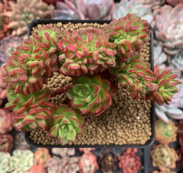 Sedeveria 'Letiza' Crested Cluster 4"-5" Succulent Plant