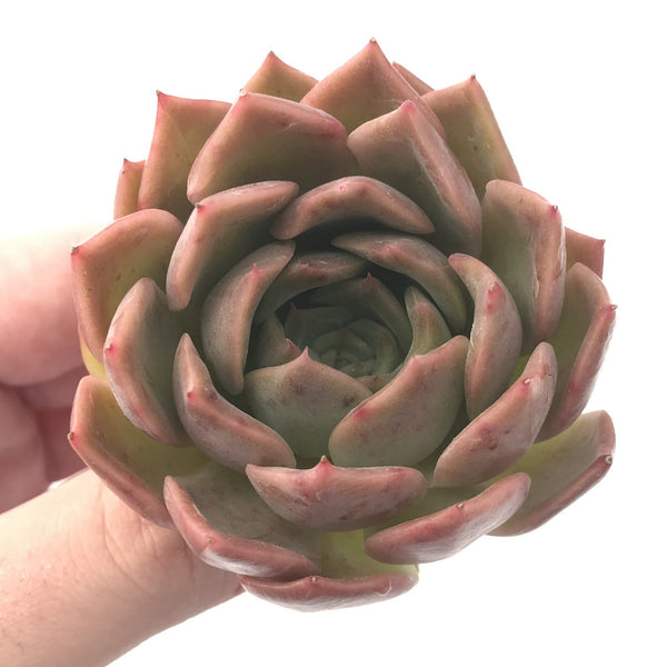 Echeveria 'Nocturnal' New Hybrid 2"-3" Succulent Plant