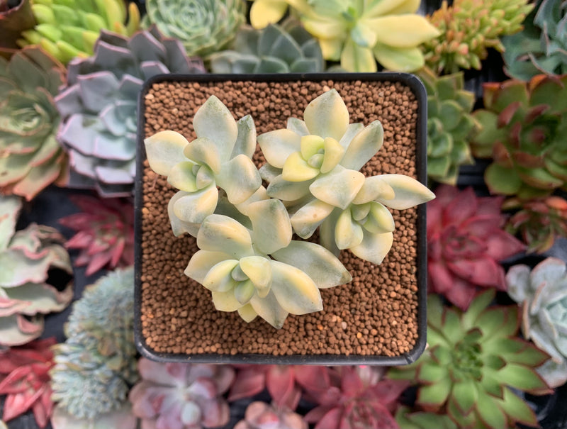 Graptoveria 'Titubans' Variegated 3" Cluster Succulent Plant