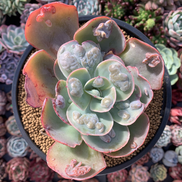 Echeveria 'Frill' sp. 4 Succulent Plant