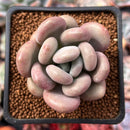 Pachyphytum Oviferum 'Tsukibijin' 2" Succulent Plant