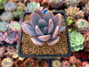 Echeveria 'Amethystinum' x 'Cante' 2"-3" New Hybrid Succulent Plant