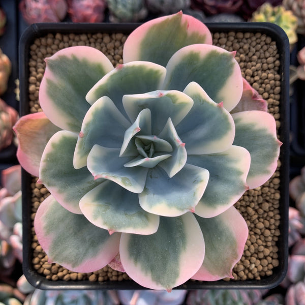 Echeveria 'Secunda' Variegated 3"-4" Succulent Plant