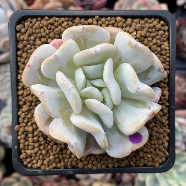 Echeveria 'Exotic' 2"-3" Powdery Succulent Plant