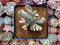 Cotyledon 'Orbiculata' Variegated 4" Succulent Plant