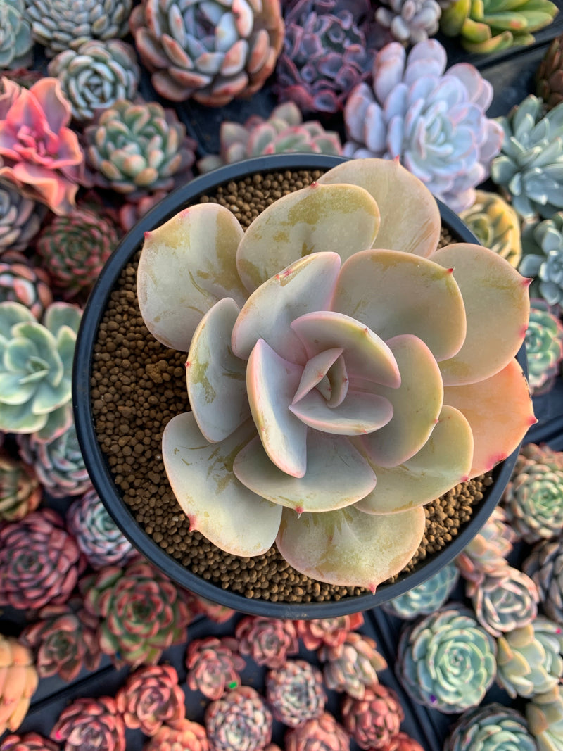 Echeveria 'Slimeball' 4" Succulent Plant