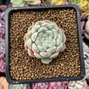 Echeveria 'Arba' 1" New Hybrid Powdery Succulent Plant