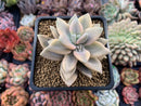 Graptopetalum 'Paraguayense' Variegated 3" Succulent Plant