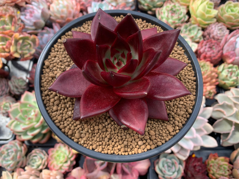 Echeveria Agavoides 'Lumming' 5" Large Succulent Plant