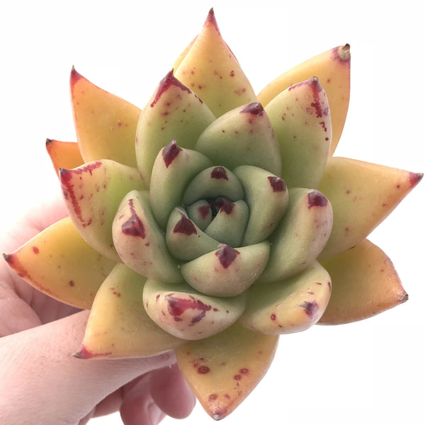 Echeveria Agavoides Royal 4” Rare Succulent Plant