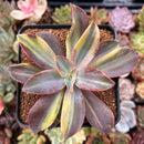 Graptoveria 'Fred Ives' Variegated 3" Succulent Plant