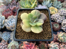 Echeveria 'Blue Metal' Variegated 2" Succulent Plant