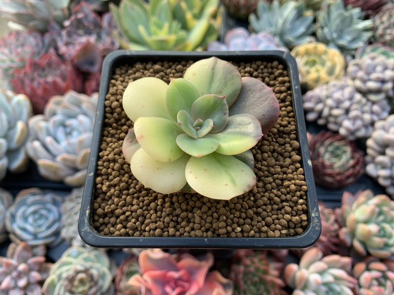 Echeveria 'Blue Metal' Variegated 2" Succulent Plant