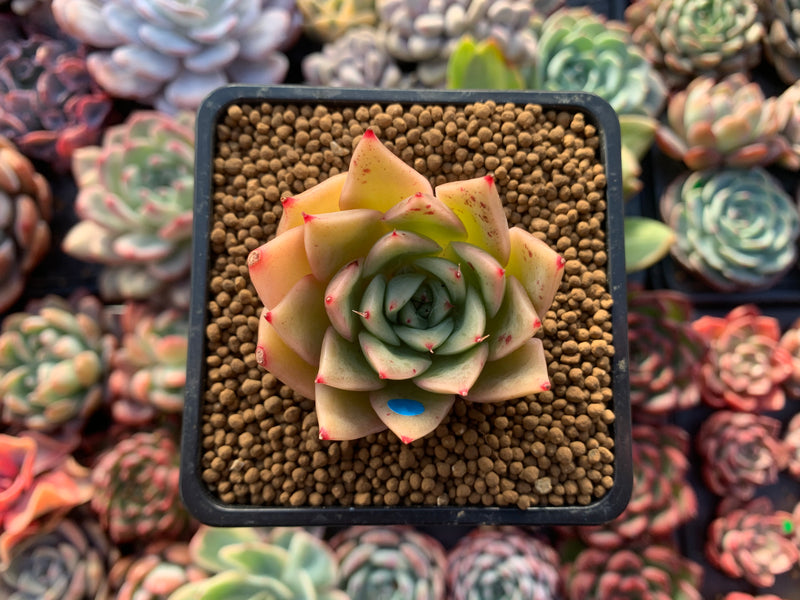 Echeveria Agavoides 'Hongja' 2"-3" Succulent Plant