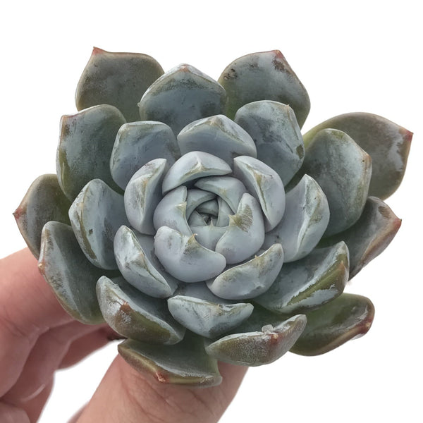 Echeveria 'Snow Bunny' 3" Powdery Succulent Plant