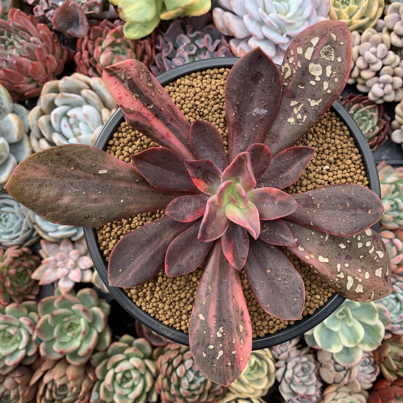 Echeveria 'Hanaikada' Variegated 5" Succulent Plant