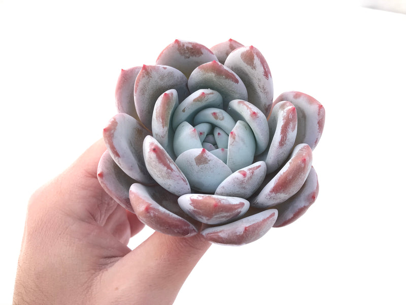 Echeveria 'Ivory' 4” Powdery Succulent Plant