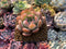 Echeveria 'Star Mark' 1"-2" Succulent Plant