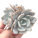 Echeveria 'Diane' Cluster 5" Powdery Succulent Plant