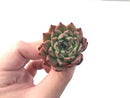 Echeveria 'Red Tips' 1"-2" Succulent Plant