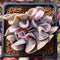 Echeveria 'Perle von Nurnberg' Trumpeting Form (Not Trumpet Pinky) 2" Succulent Plant