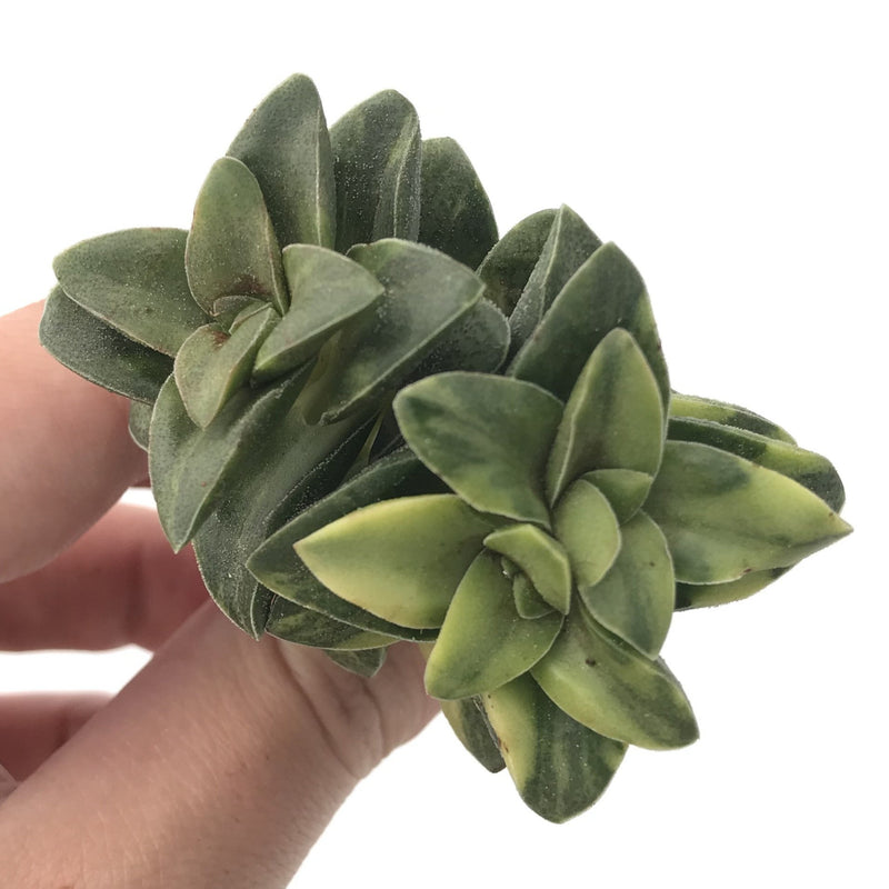 Crassula 'Spring Time’ Variegated 2"-3" Succulent Plant