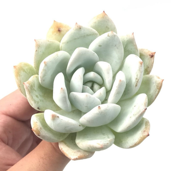 Echeveria 'Ivory' 3" Rare Succulent Plant