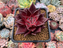 Echeveria Agavoides 'Luming' 3" Succulent Plant