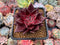 Echeveria Agavoides 'Luming' 3" Succulent Plant