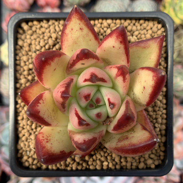 Echeveria Agavoides 'Wild Maria' 3" Succulent Plant