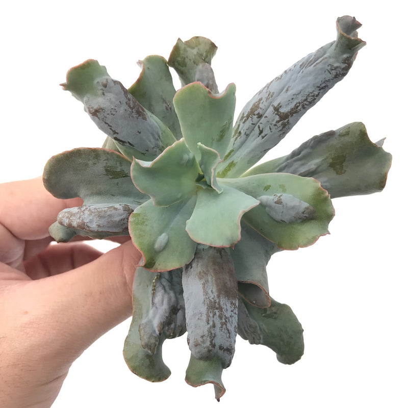 Echeveria 'Culiba' 3" Succulent Plant