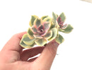 Echeveria 'Rainbow' Variegated 3" Succulent Plant