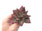 Echeveria Agavoides 'Luming' 3" Succulent Plant