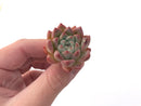 Echeveria 'Hanekansu' 1"-2" Small Succulent Plant