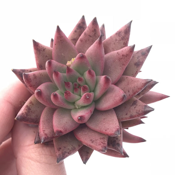 Echeveria Agavoides Sirius 3” Rare Succulent Plant