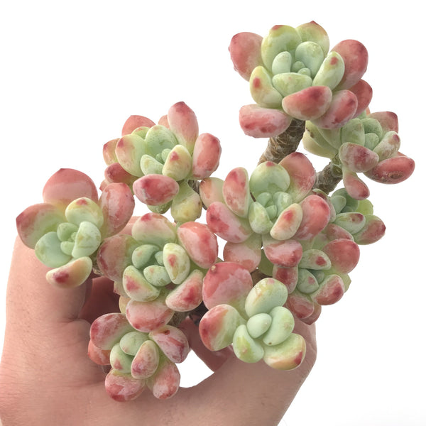 Sedum 'Clavatum' Cluster 4"-5" Succulent Plant