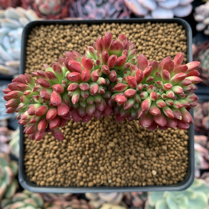 Echeveria sp. Crested Cluster 3" Succulent Plant