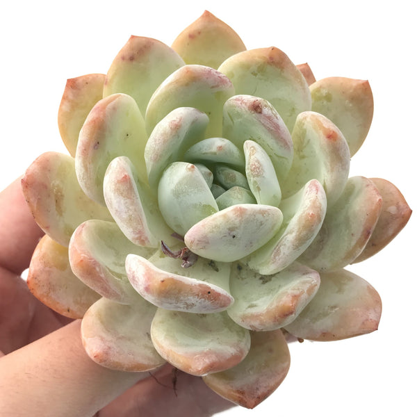 Echeveria 'Orange Monroe' 4"-5" Succulent Plant