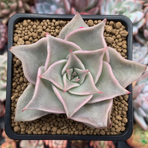 Echeveria 'Madiba' 3" Succulent Plant