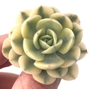 Echeveria Runyonii Variegated (Aka Echeveria 'Akaihosi' Variegated) 2" Succulent Plant