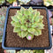 Echeveria Agavoides 'Black Rose' Hybrid 2" Succulent Plant