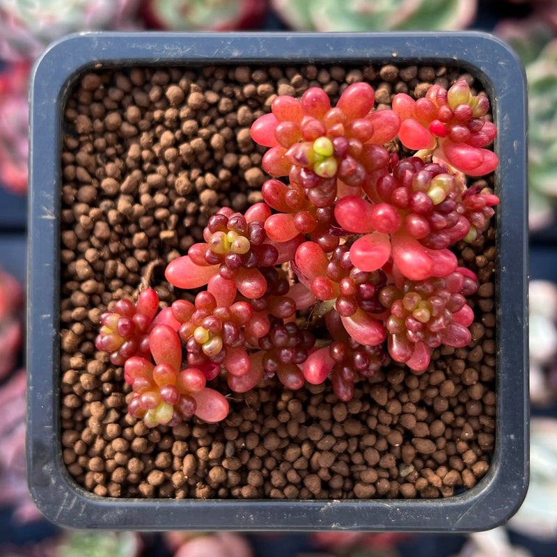 Sedum Rubrotinctum 'Redberry' 1" Succulent Plant