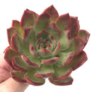 Echeveria Agavoides 'Glam Pink' 5” Succulent Plant