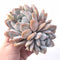 Echeveria Ivory Large Specimen 8” Rare Succulent Plant