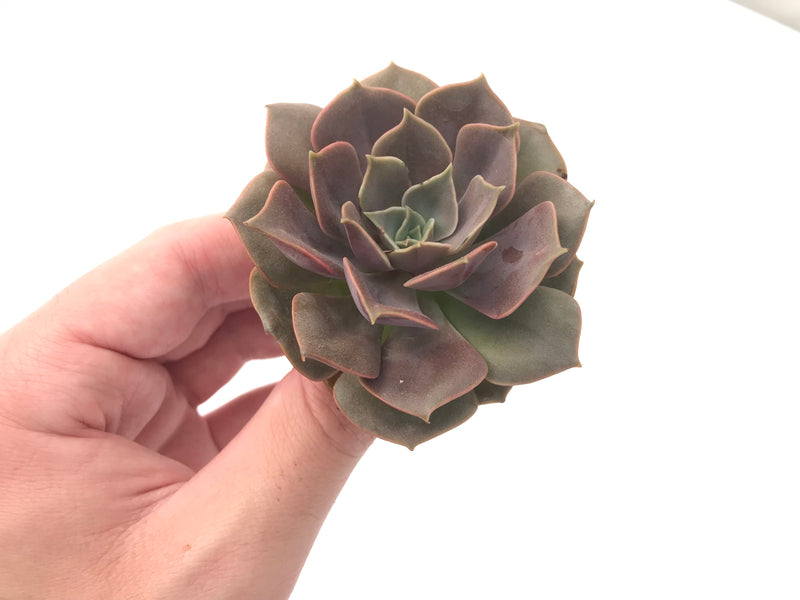 Echeveria 'Mina' 3"-4" Succulent Plant