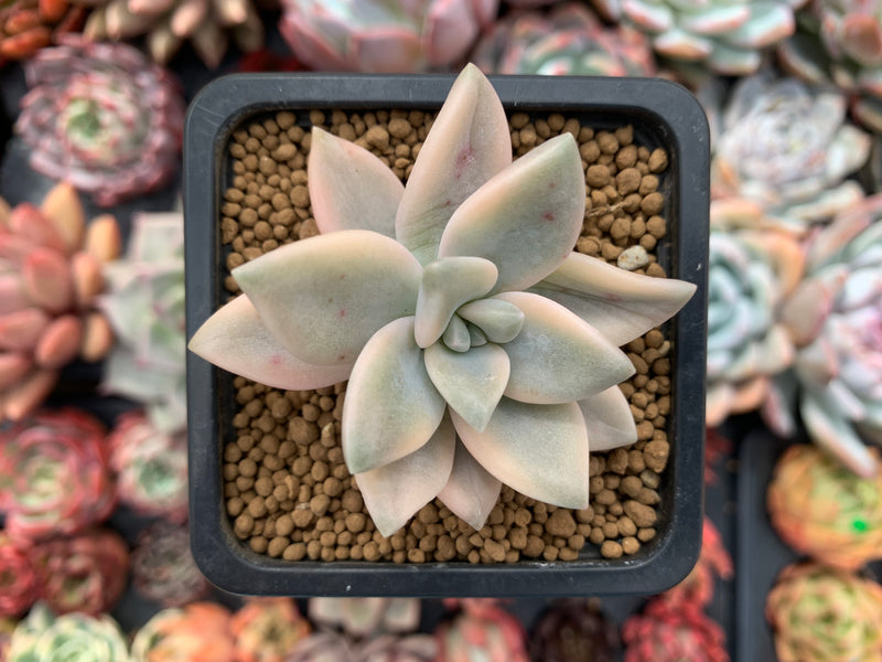 Graptopetalum 'Paraguayensis Awayuki' 1" Succulent Plant