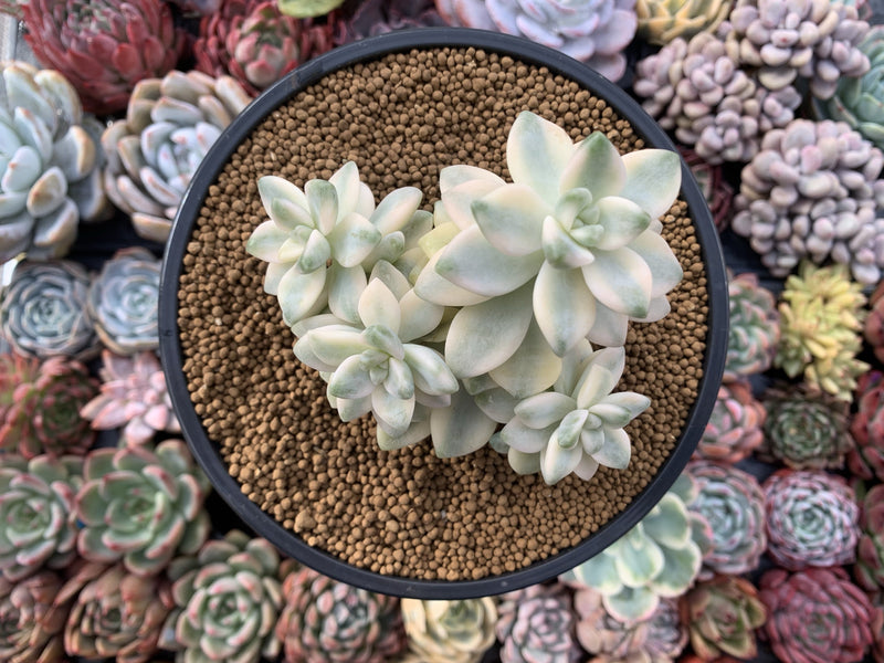 Graptoveria 'Titubans' Variegated 3"-4" Cluster Succulent Plant