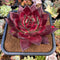 Echeveria Agavoides 'Oculus' 6" Extra LARGE Succulent Plant